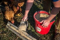 Jason Grimm feeds his chickens on his farm, Grimm Family Farm in 2011, where he manages his enterprises while farming alongside his family near North English, Iowa.