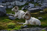 Dall Sheep (Ovis dalli). The thinhorn sheep is a species of sheep native to northwestern North America, ranging from white to slate brown in colour and having curved, yellowish-brown horns. Original public domain image from Flickr