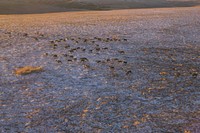 Caribou herd in nature. Original public domain image from Flickr