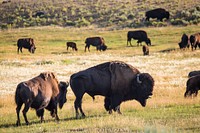 Bison rut, Lamar Valley. Original public domain image from Flickr