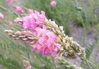 Sainfoin plant in Cropland Reserve Program (CRP) stand in Dawson County, MT. June 2011. Original public domain image from Flickr