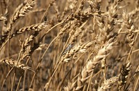 Close-up of wheat field with grasshopper on stalk, near Chester, August 1982. Original public domain image from Flickr