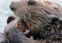 Otter eating in the sea. Original public domain image from Flickr