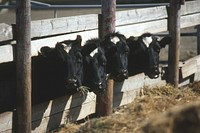 Cows with their heads through fence, eating out of trough, May 1991. Original public domain image from Flickr