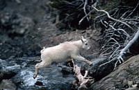 Juvenile Mountain goats, wildlife. Original public domain image from Flickr