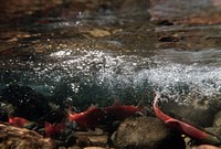 Sockeye Salmon, fisheries. Original public domain image from Flickr