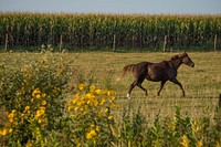 A horse runs through in a field outside of Walcott, Iowa, Sept. 13, 2017.USDA Photo by Preston Keres. Original public domain image from Flickr