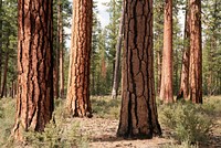 Old growth ponderosa pine stand. Original public domain image from Flickr