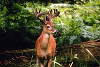 Deer, wildlife. Original public domain image from Flickr