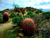 Desert flora. Original public domain image from <a href="https://www.flickr.com/photos/blmcalifornia/37238899030/" target="_blank">Flickr</a>