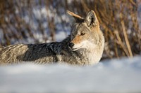 Roadside coyote, Lamar Valley. Original public domain image from Flickr