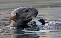 Otter floating on its back. Original public domain image from Flickr