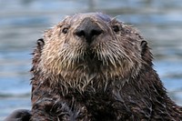 Otter floating on its back. Original public domain image from Flickr