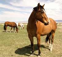 Horses graze in a Montana pasture. Original public domain image from Flickr