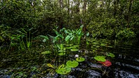 Nature forest pond background. Original public domain image from Flickr