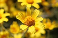 Yellow flower. Original public domain image from Flickr