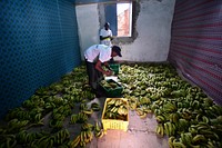 Employees of the Somfresh Fruits and Vegetables prepare bananas to be distributed in Mogadishu. UN Photo / Allan Atulinda. Original public domain image from Flickr
