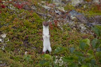 Ermine standing alert on the tundra. Original public domain image from Flickr