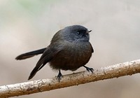 Black New Zealand fantail bird. Original public domain image from Flickr