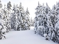 Lodgepole pine forest on Howard Eaton Trail near Old Faithful. Original public domain image from Flickr