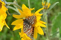 Pollinators on balsamroot near Bozeman, Montana. June 2015. Original public domain image from <a href="https://www.flickr.com/photos/160831427@N06/39039110111/" target="_blank" rel="noopener noreferrer nofollow">Flickr</a>