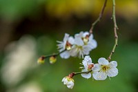 Attendees of the 94th Annual Agricultural Outlook Forum (AOF) tour the National Arboretum where they were able to view, among other things, the National Bonsai & Penjing Museum and take pictures of the Japanese Apricot Blossoms in Washington, D.C., Feb. 21, 2018.