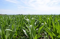 No-till corn on Brian Kindsfather's farm near Laurel, MT. Yellowstone County. July 2018. Original public domain image from Flickr