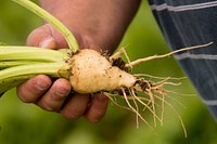 Greg Schlemmer, farmer near Fromberg, Mont., grows sugar beets in a no-till cropping system. Carbon County, Montana. June 2017. Original public domain image from Flickr