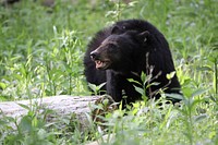 Black bear growling. Original public domain image from Flickr