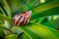 U.S. Department of Agriculture (USDA) Animal and Plant Health Inspection Service (APHIS) Plant Protection and Quarantine (PPQ) program conducts a Giant African Snail (GAS) survey in the Old San Juan, Puerto Rico.