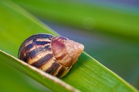 U.S. Department of Agriculture (USDA) Animal and Plant Health Inspection Service (APHIS) Plant Protection and Quarantine (PPQ) program conducts a Giant African Snail (GAS) survey in the Old San Juan, Puerto Rico.