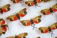 U.S. Department of Agriculture (USDA) Animal and Plant Health Inspection Service (APHIS) Administrator Kevin Shea visits the Plant Protection and Quarantine (PPQ) staff and the Pennsylvania Department of Agriculture Spotted Lanternfly (SLF) in their field office in Lancaster, PA, May 15, 2018.