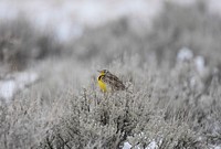 A western Meadowlark adds a small flash of sunshine to a frosty April morning. Broadwater County, MT. April 2018. Original public domain image from Flickr