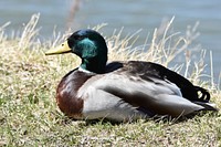 A drake mallard rests in the sun along the Missouri River in Great Falls. April 2018. Original public domain image from Flickr