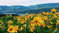 Balsamroot in full bloom on May 4, 2018 in the eastern gorge, photo by Forest Service Ranger Alyssa ThornburgProcessed with VSCO with c1 preset. Original public domain image from Flickr