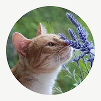 Cat smelling flower circle shape badge, Spring photo