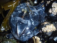 Stranded moon jelly in Sitka, Tongass National Forest, Alaska. (Forest Service photo by Trevor Fox). Original public domain image from Flickr
