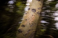 Bear Claw Marks on an Aspen Tree. Original public domain image from Flickr