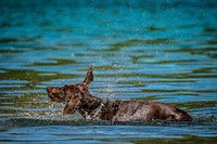 A dog shakes off the water while taking a dip in Wade Lake within Beaverhead-Deerlodge National Forest.