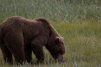 Brown bear background. Original public domain image from Flickr