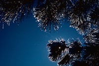 Frosty tree silhouette background. Original public domain image from Flickr