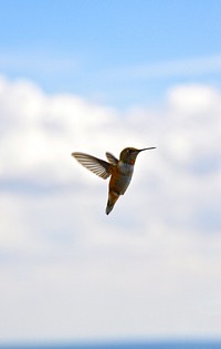 Hummingbird flying in blue sky. Original public domain image from <a href="https://www.flickr.com/photos/usforestservice/42100811355/" target="_blank">Flickr</a>