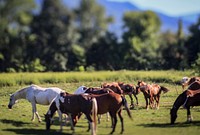 Flock of horses. Original public domain image from <a href="https://www.flickr.com/photos/matt_hecht/42249624640/" target="_blank">Flickr</a>