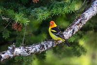 Western Tanager perched on branch. Original public domain image from Flickr