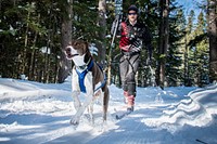 A skier enjoys Skijoring with an eager energetic dog assisting him on a groomed classic cross-country ski trail on the U.S. Department of Agriculture (USDA) Forest Service (FS) Superior National Forest (NF) Gunflint Ranger District's George Washington Pines Winter Recreation Trail near Grand Marais, Minnesota, on Feb 27, 2018.