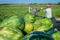 Workers harvest 40 acres of watermelons from the Krueger Farm outside of Letts, Iowa.