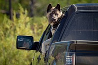 A dog can't wait to get out and enjoy life as he and his family arrive at Delmoe Lake in Beaverhead-Deerlodge National Forest.