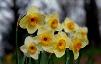 Daffodils. Narcissus is a genus of predominantly spring perennial plants of the Amaryllidaceae family. Various common names including daffodil, daffadowndilly, narcissus and jonquil are used to describe all or some members of the genus. Original public domain image from Flickr