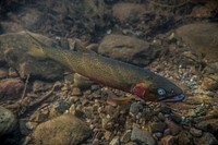 westslope cutthroat trout (Oncorhynchus clarki lewisi). Original public domain image from Flickr