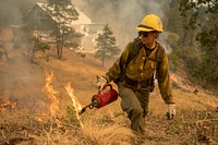 Tahoe Hotshot using a drip torch during a burn operation around Camp One. Ferguson Fire, Sierra NF, CA, 2018. Original public domain image from <a href="https://www.flickr.com/photos/usforestservice/43966661341/" target="_blank">Flickr</a>
